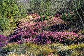 Fra gli Ulivi del Garda. L'erica (Erica carnea) fra la vegetazione tipica del clima mediterraneo. 